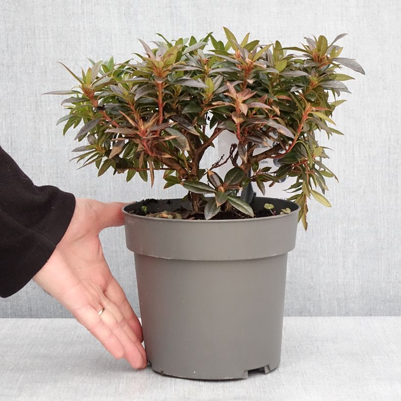 Example of Rhododendron keleticum Robert Seleger - Rhododendron nain Pot van 2 l/3 l as you get in hiver