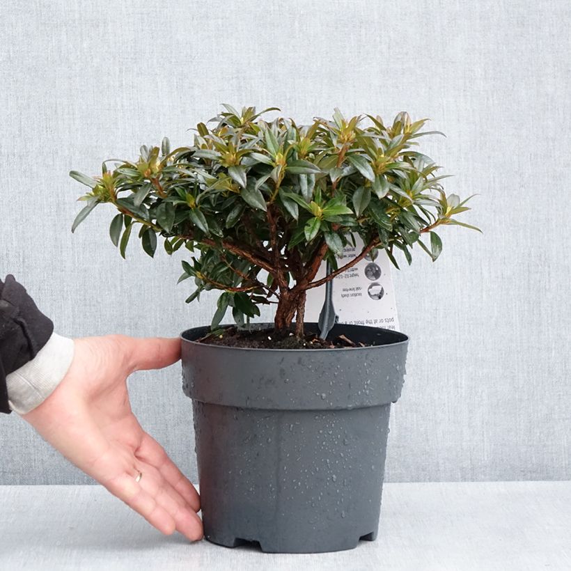 Exemplaar van Rhododendron keleticum Robert Seleger - Dwergrododendron Pot van 2 l/3 l zoals geleverd in de lente