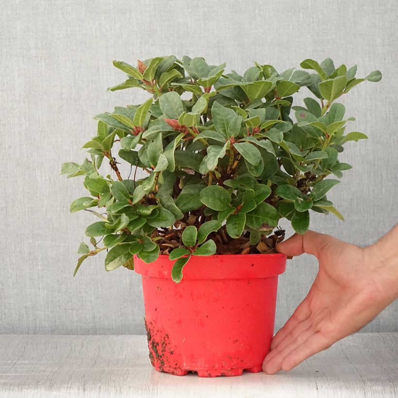 Exemplaar van Rhododendron Lilly Bell Love - Rhododendron nain Pot de 3L/4L zoals geleverd in de zomer