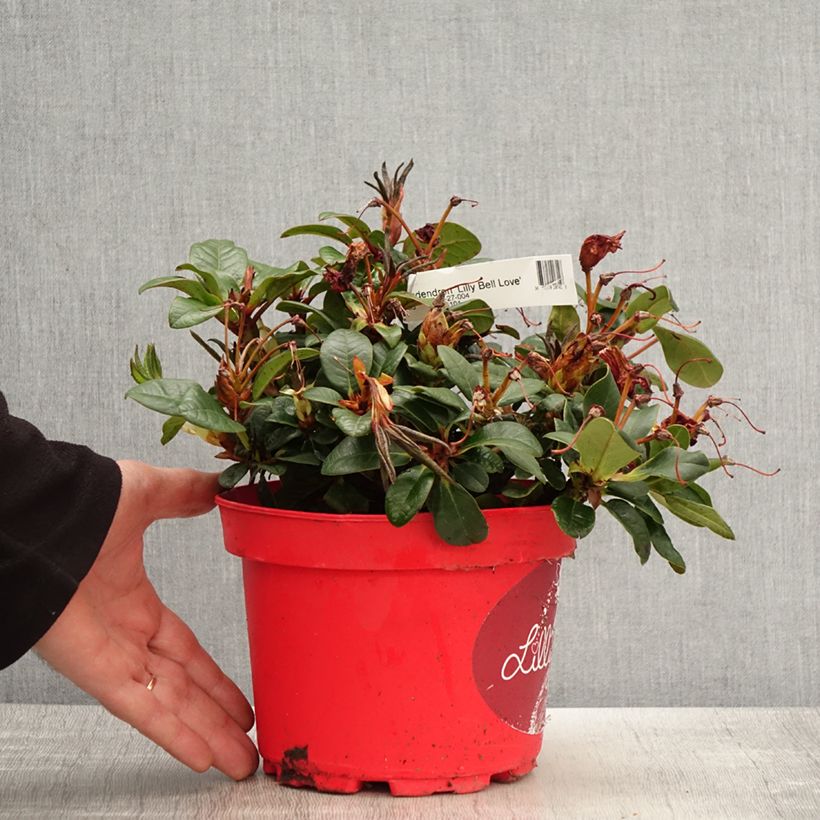 Exemplaar van Rhododendron Lilly Bell Love - Dwergrododendron Pot van 3 l/4 l zoals geleverd in de lente