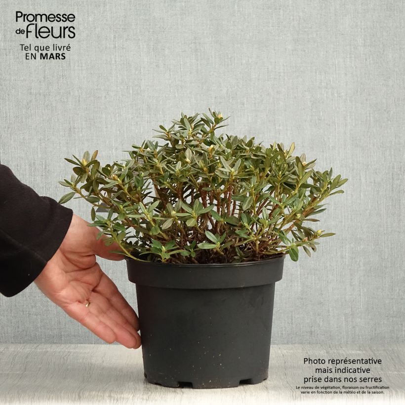 Exemplaar van Rhododendron Lilly Bell Magic - Dwergrododendron Pot van 3 l/4 l zoals geleverd in de lente