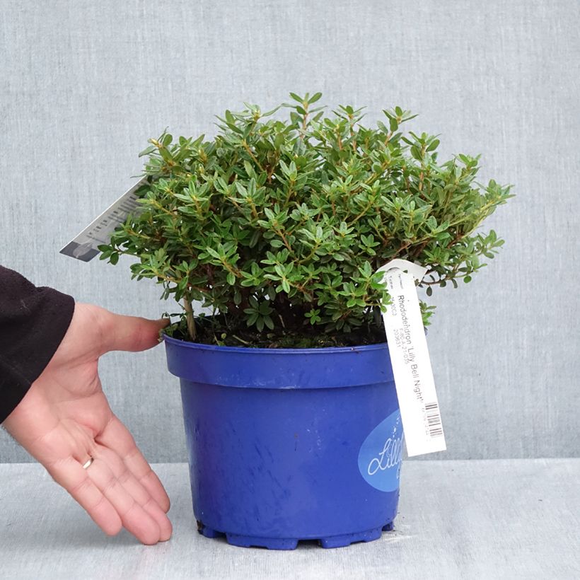 Exemplaar van Rhododendron Lilly Bell Night - Dwergrododendron Pot van 3 l/4 l zoals geleverd in de herfst