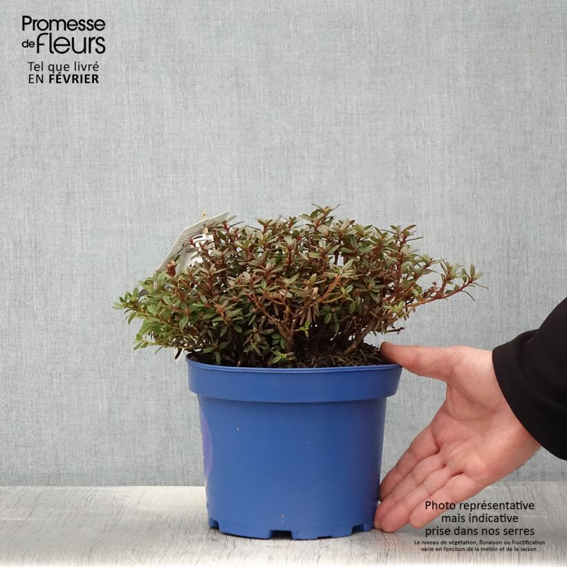 Example of Rhododendron Lilly Bell Night - Dwergrododendron Pot van 3 l/4 l as you get in hiver