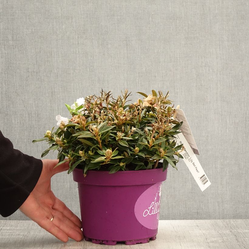 Example of Rhododendron Lilly Bell Pearl - Rhododendron nain Pot van 3 l/4 l as you get in printemps