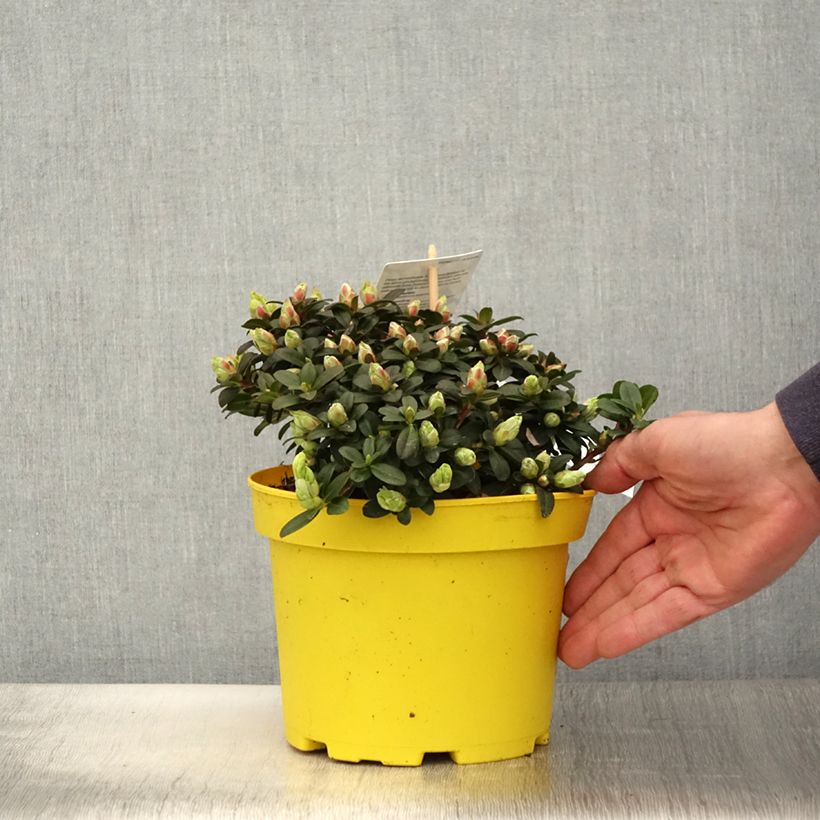 Exemplaar van Rhododendron Lilly Bell Sun - Dwergrododendron Pot van 3 l/4 l zoals geleverd in de lente