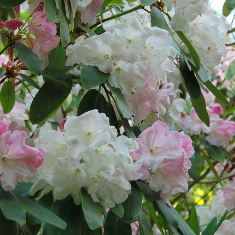 Rhododendron King George - Grootbloemige rododendron (Flowering)