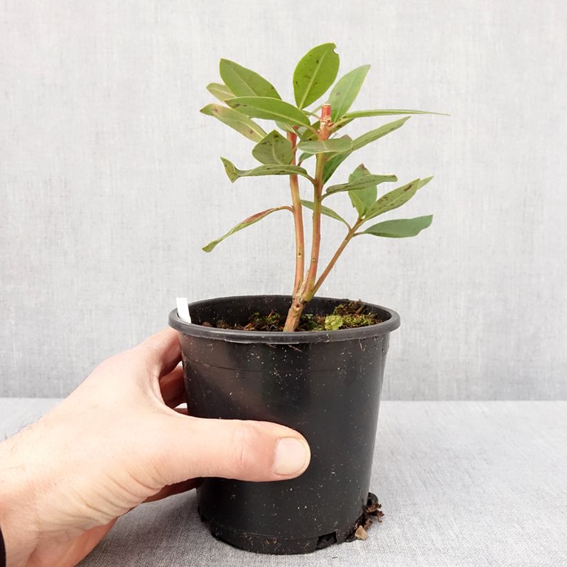 Example of Rhododendron Marcel Ménard - Grootbloemige rododendron Pot van 12 cm / 13 cm as you get in hiver