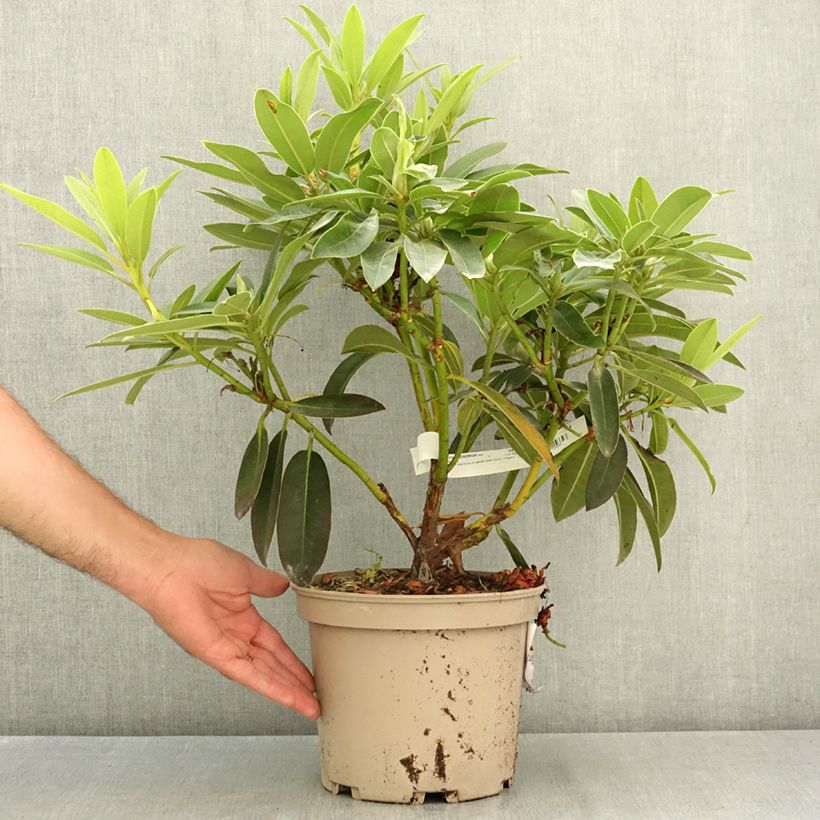 Exemplaar van Rhododendron Midnight - Grootbloemige rododendron Pot van 4 l/5 l zoals geleverd in de zomer