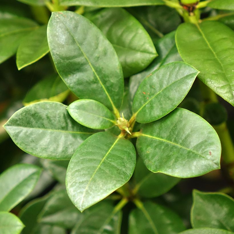Rhododendron Mrs T.h.lowinsky - Grootbloemige rododendron (Blad)