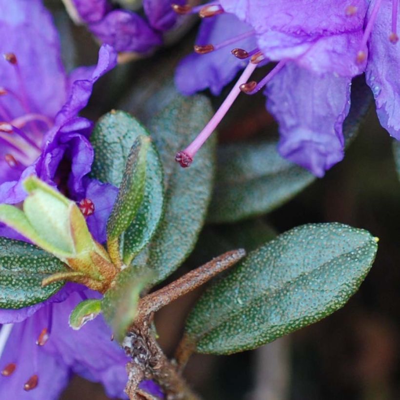 Rhododendron Azurika - Dwergrododendron (Foliage)