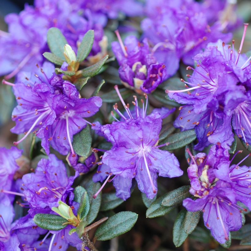 Rhododendron Azurika - Dwergrododendron (Flowering)