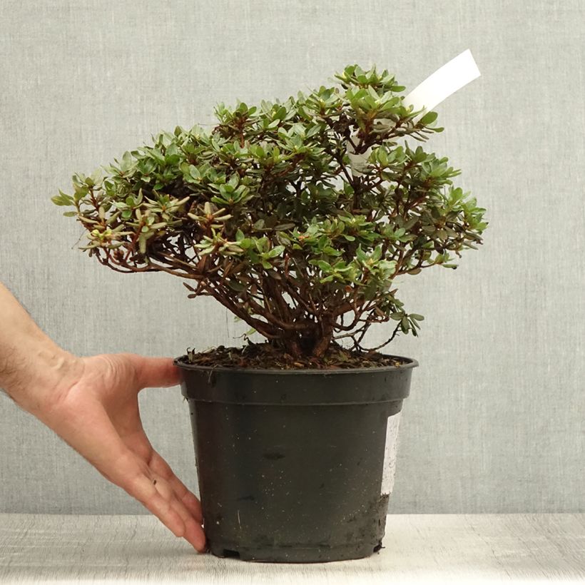 Exemplaar van Rhododendron Azurika - Dwergrododendron Pot van 2 l/3 l zoals geleverd in de zomer