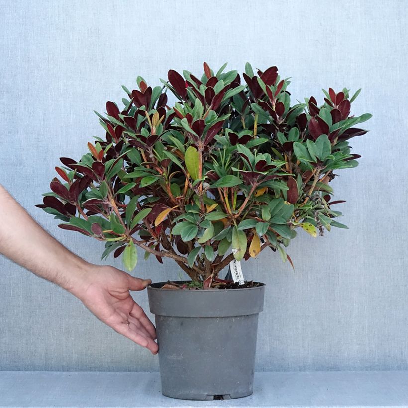 Exemplaar van Rhododendron neriiflorum Burletta - Grootbloemige rododendron Pot van 6 l/7 l zoals geleverd in de zomer
