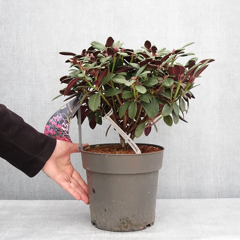 Example of Rhododendron neriiflorum Burletta Pot van 6 l/7 l as you get in hiver