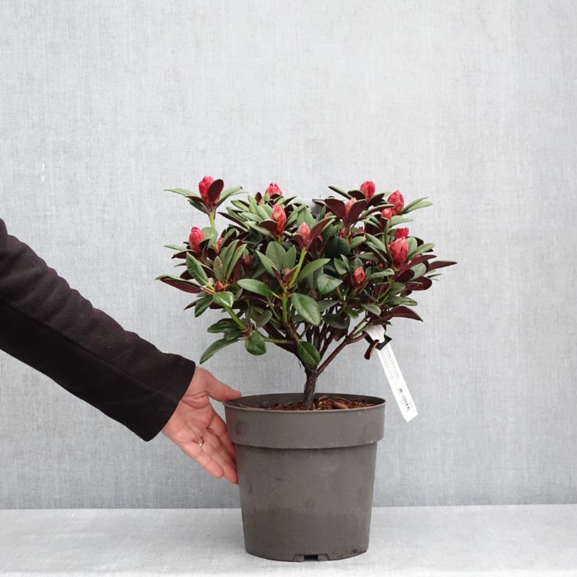 Exemplaar van Rhododendron neriiflorum Burletta - Grootbloemige rododendron Pot van 6 l/7 l zoals geleverd in de lente