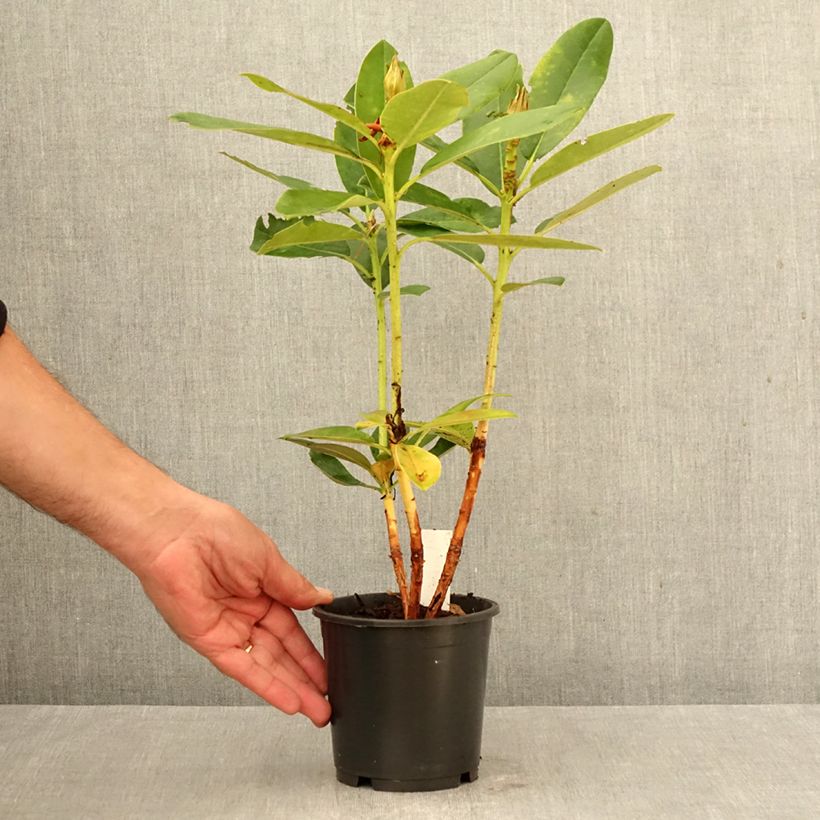 Exemplaar van Rhododendron Percy Wiseman - Dwergrododendron Pot van 12 cm / 13 cm zoals geleverd in de herfst