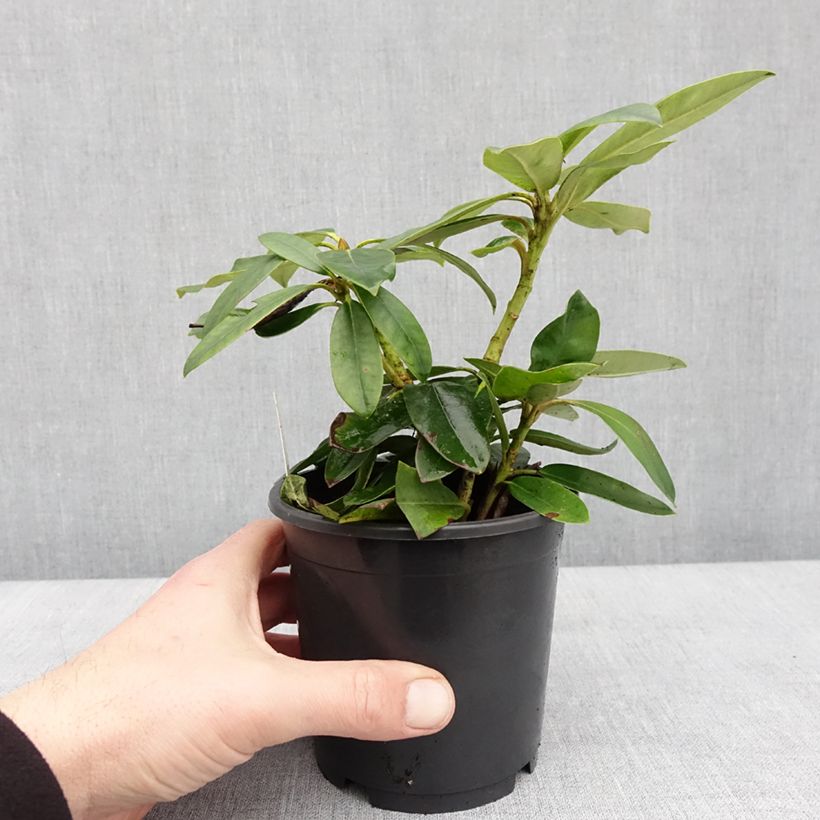 Example of Rhododendron Percy Wiseman - Rhododendron nain  Pot van 12 cm / 13 cm as you get in hiver