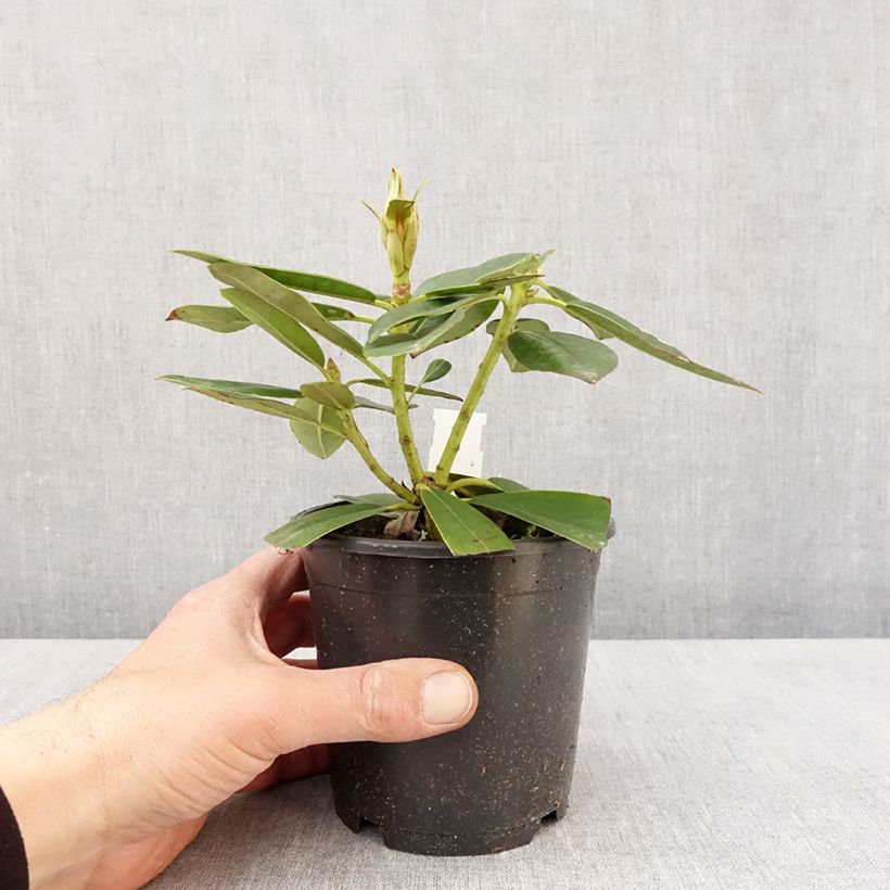 Exemplaar van Rhododendron Percy Wiseman - Dwergrododendron Pot van 12 cm / 13 cm zoals geleverd in de lente