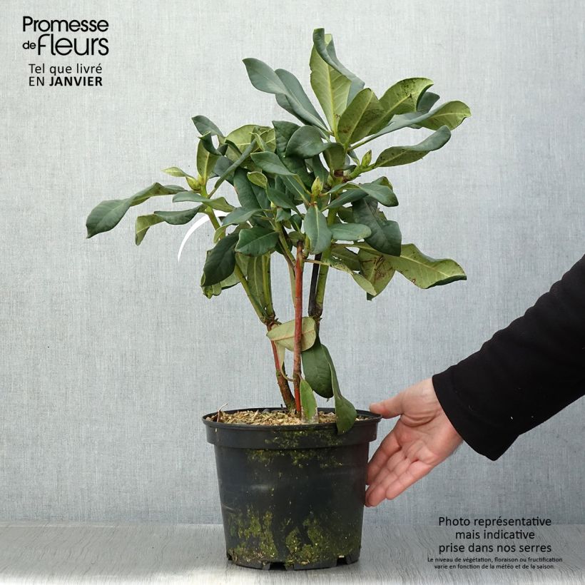 Example of Rhododendron Polar Bear - Grootbloemige rododendron Pot van 4 l/5 l as you get in hiver