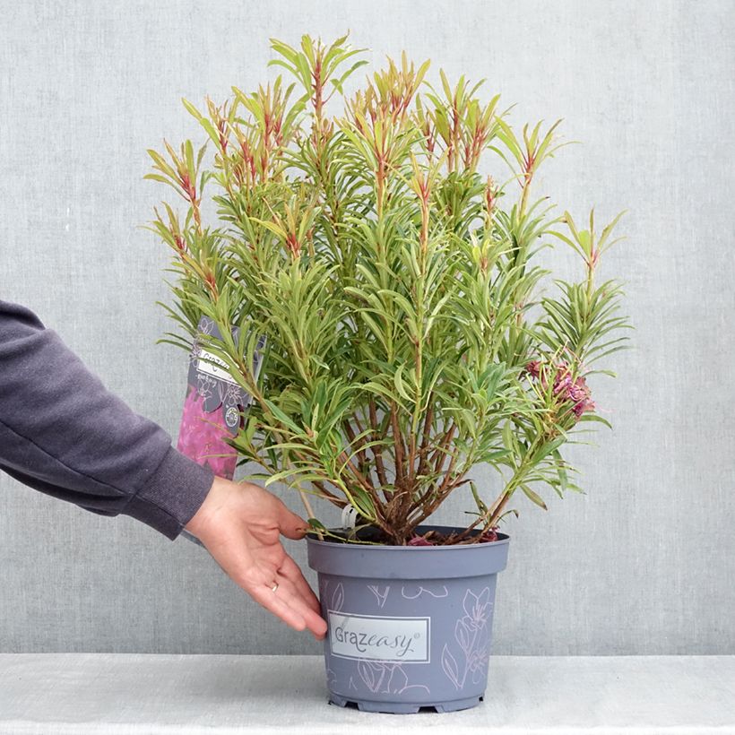 Exemplaar van Rhododendron Grazeasy Dark Pink - Grootbloemige rododendron Pot van 4 l/5 l zoals geleverd in de lente