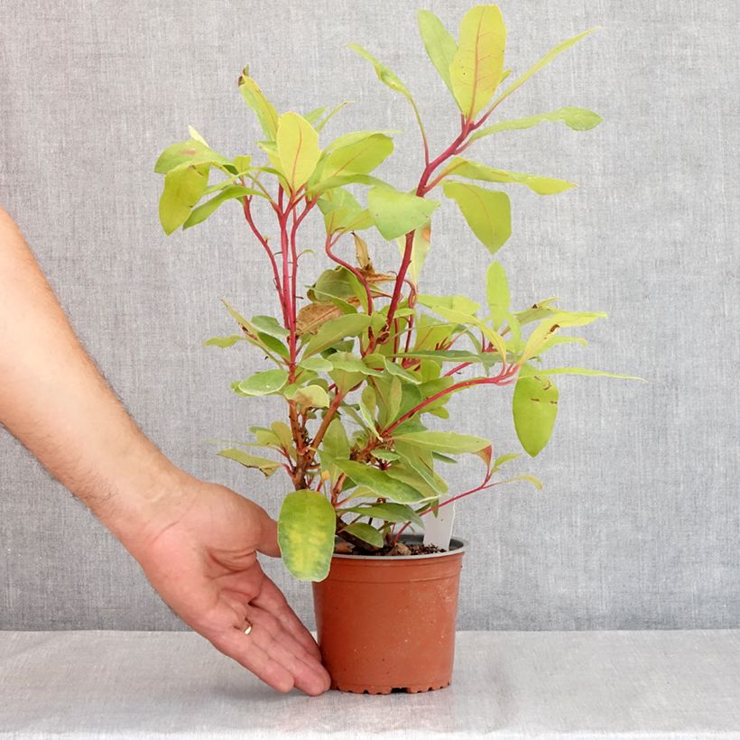 Exemplaar van Rhododendron ponticum - Pontische rododendron Pot van 12 cm / 13 cm zoals geleverd in de zomer