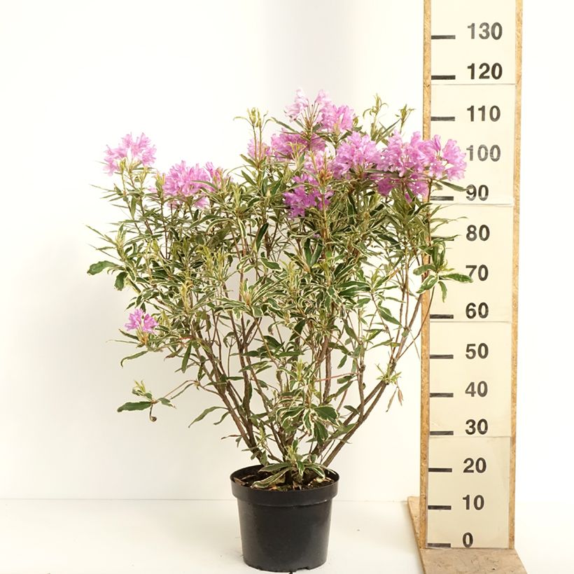 Example of Rhododendron ponticum Variegatum - Pontische rododendron Pot van 7,5 l/10 l as you get in printemps