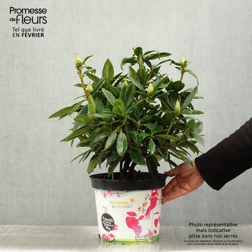 Example of Rhododendron Red Eye Pot van 4 l/5 l as you get in hiver