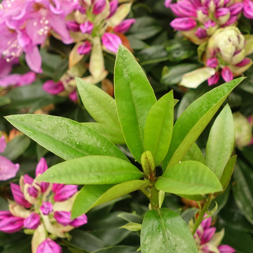 Rhododendron Red Eye - Grootbloemige rododendron (Blad)