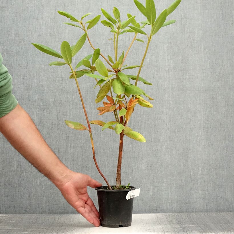 Exemplaar van Rhododendron Roseum Elegans - Grootbloemige rododendron Pot van 12 cm / 13 cm zoals geleverd in de zomer
