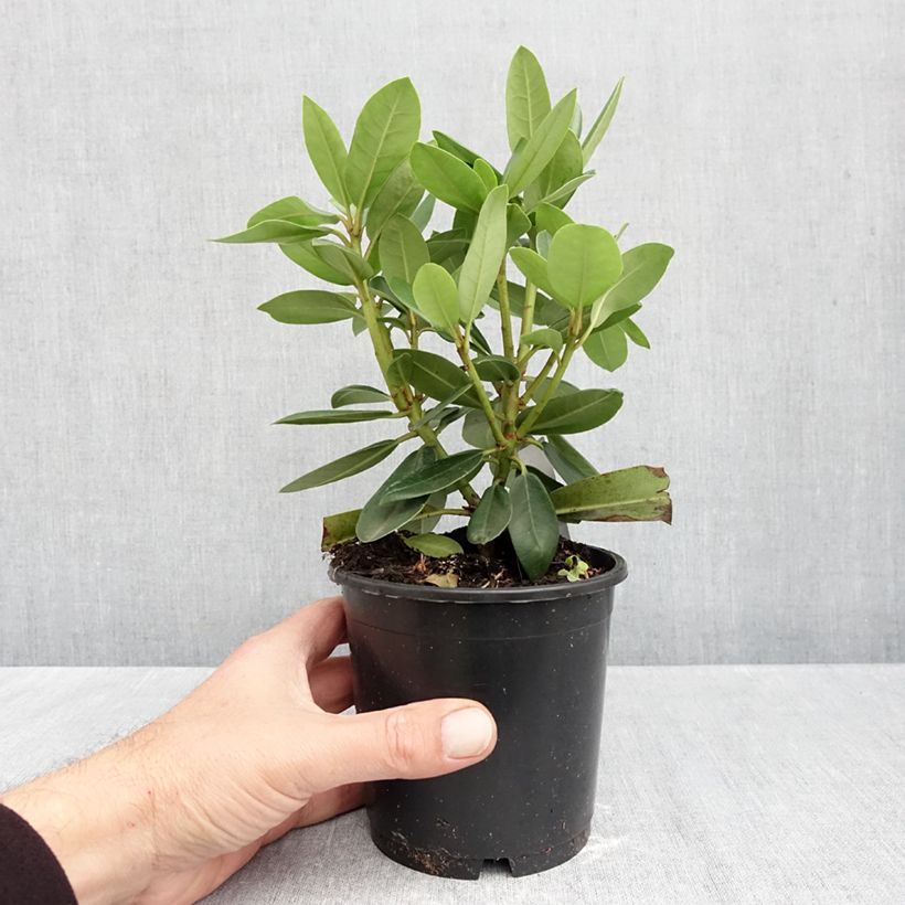 Exemplaar van Rhododendron Roseum Elegans - Grootbloemige rododendron Pot van 12 cm / 13 cm zoals geleverd in de herfst