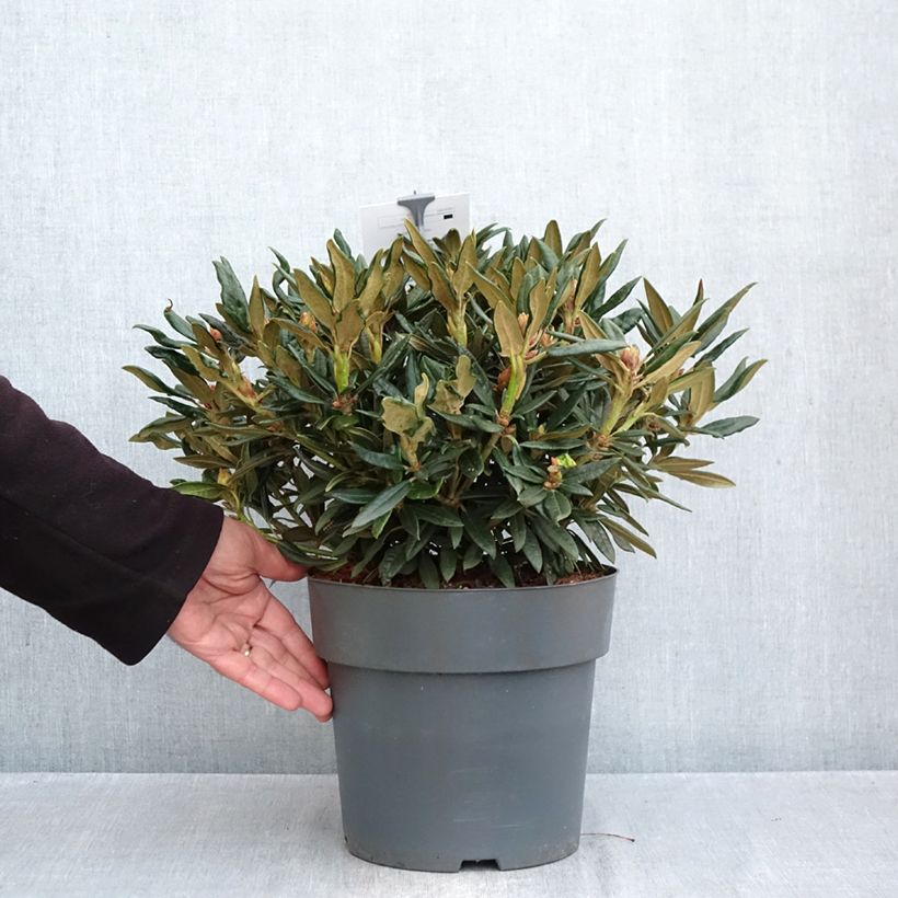 Exemplaar van Rhododendron roxieanum Blewbury - Dwergrododendron Pot van 4 l/5 l zoals geleverd in de herfst