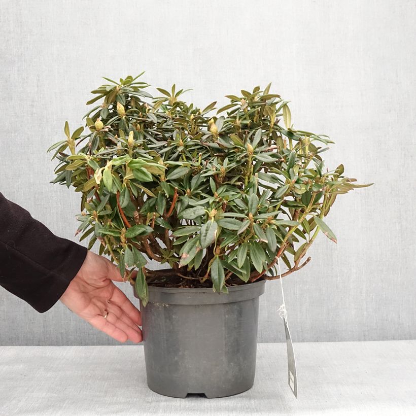 Example of Rhododendron roxieanum Blewbury - Dwergrododendron Pot van 4 l/5 l as you get in hiver