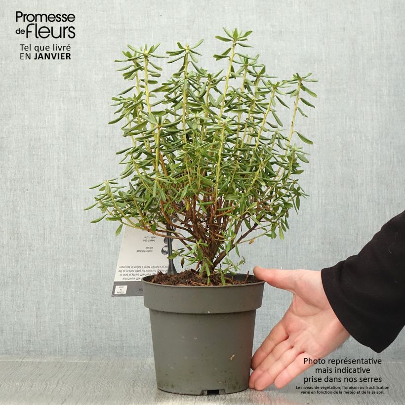 Example of Rhododendron russatum Lauretta - Rhododendron nain Pot van 2 l/3 l as you get in hiver