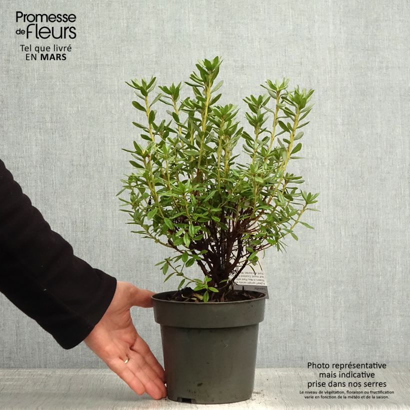 Exemplaar van Rhododendron russatum Lauretta - Dwergrododendron Pot van 2 l/3 l zoals geleverd in de lente