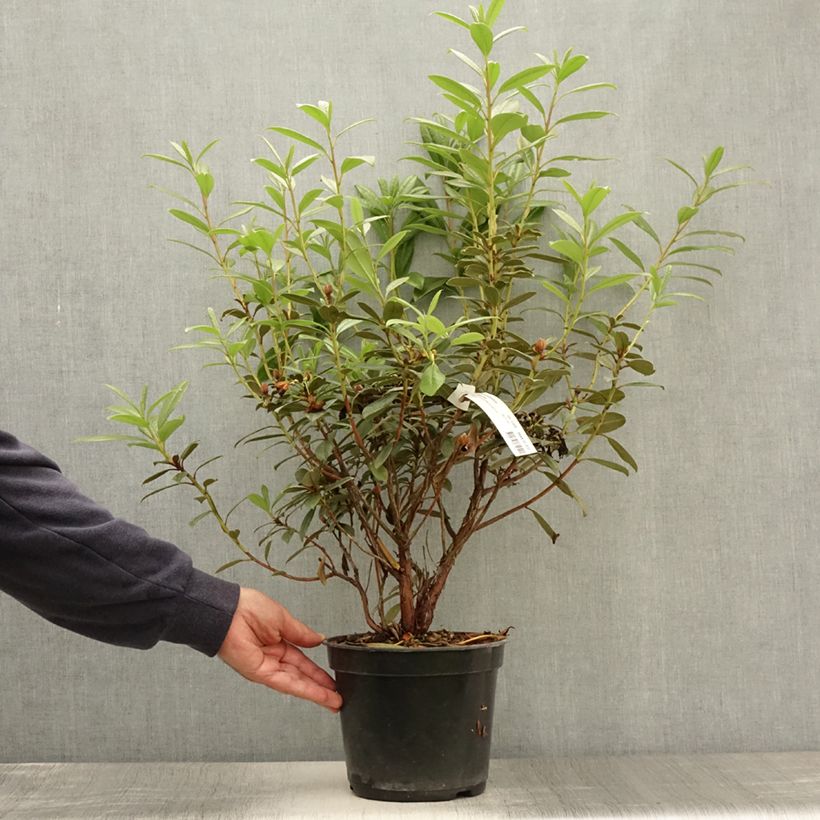 Exemplaar van Rhododendron Saffron Queen - Dwergrododendron Pot van 3 l/4 l zoals geleverd in de zomer