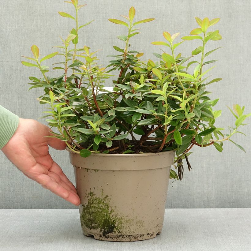 Exemplaar van Rhododendron Saint Tudy Pot van 4 l/5 l zoals geleverd in de lente