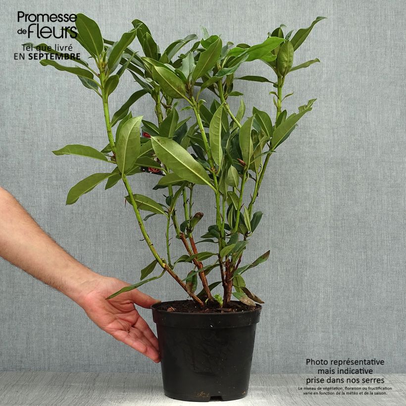 Exemplaar van Rhododendron Sappho - Grootbloemige rododendron Pot van 4 l/5 l zoals geleverd in de herfst