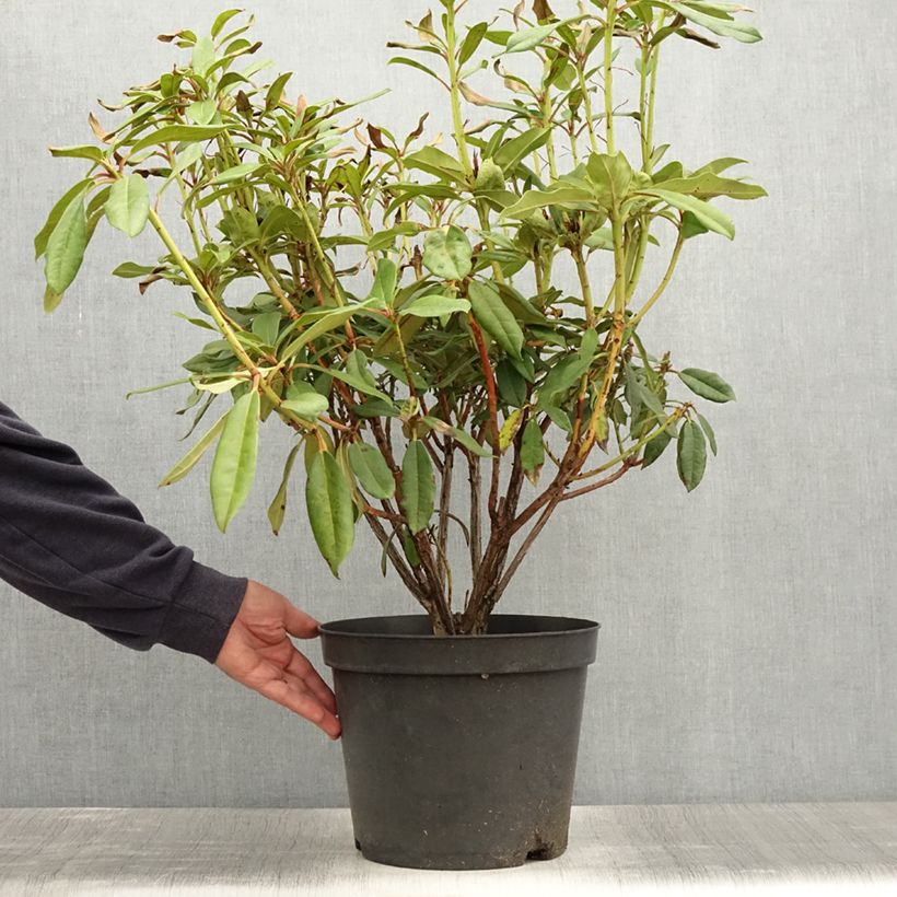 Example of Rhododendron Sappho Pot van 7,5 l/10 l as you get in ete
