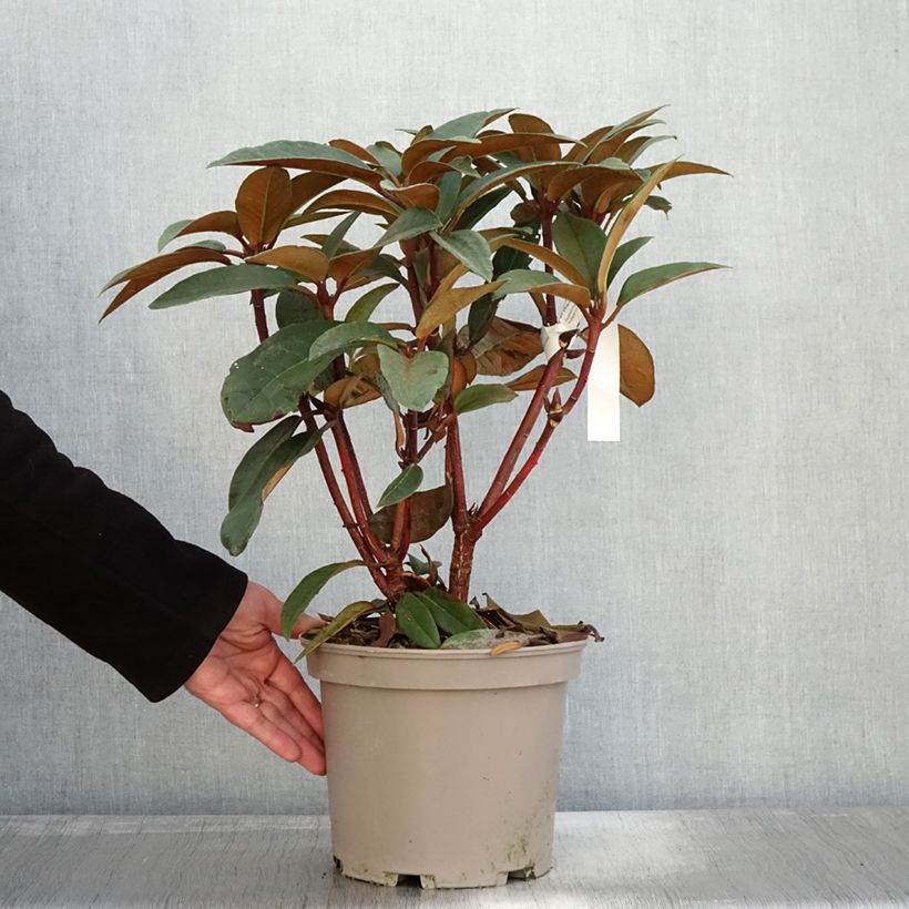 Exemplaar van Rhododendron Sir Charles Lemon - Grand rhododendron. Pot de 4L/5L zoals geleverd in de herfst