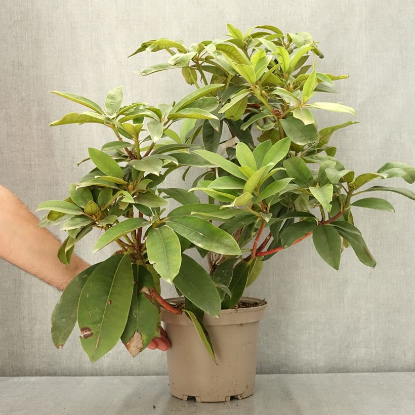 Exemplaar van Rhododendron Souvenir de J. Broughton - Grand rhododendron Pot van 4 l/5 l zoals geleverd in de zomer