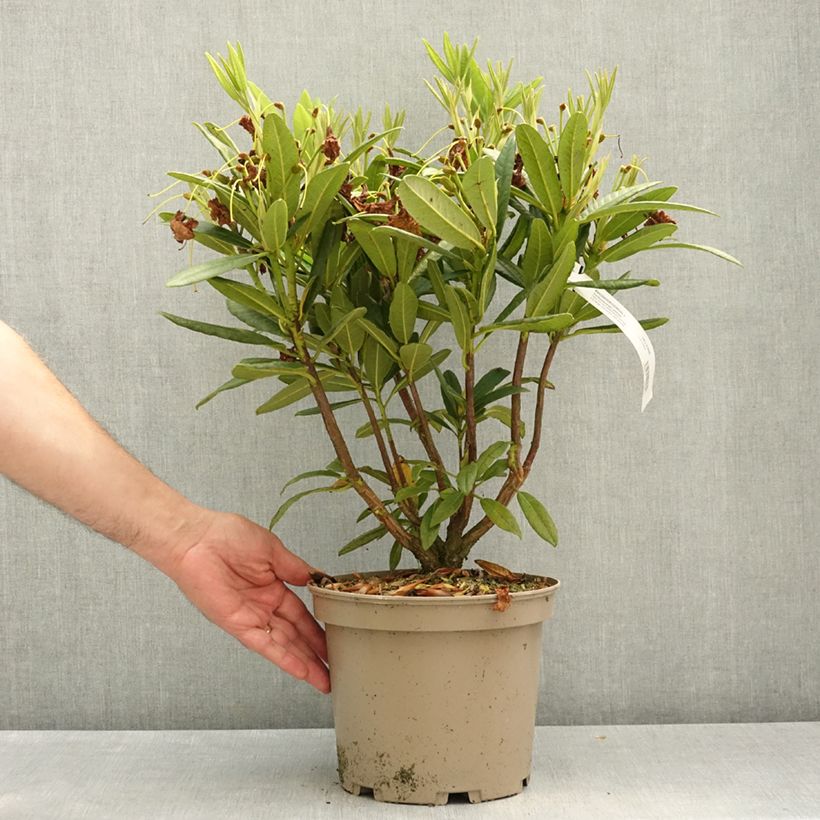 Exemplaar van Rhododendron Tortoiseshell Yellow Pot van 4 l/5 l zoals geleverd in de lente