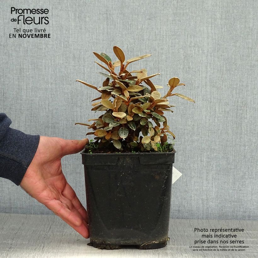Exemplaar van Rhododendron tsariense - Grootbloemige rododendron Pot van 3 l/4 l zoals geleverd in de herfst