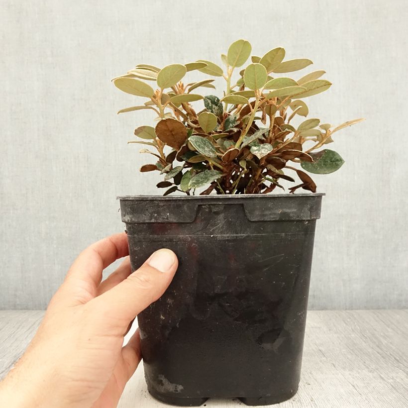 Exemplaar van Rhododendron tsariense - Grootbloemige rododendron Pot van 3 l/4 l zoals geleverd in de zomer