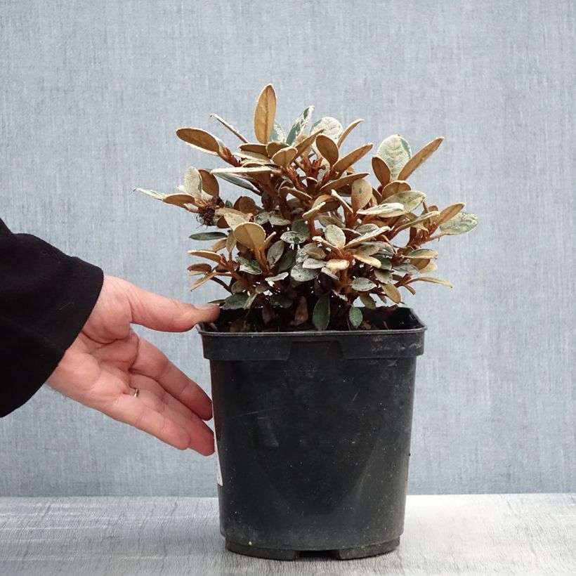 Exemplaar van Rhododendron tsariense - Grootbloemige rododendron Pot van 3 l/4 l zoals geleverd in de lente