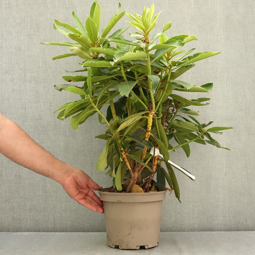 Exemplaar van Rhododendron Vallée de l'Odet Pot van 4 l/5 l zoals geleverd in de zomer