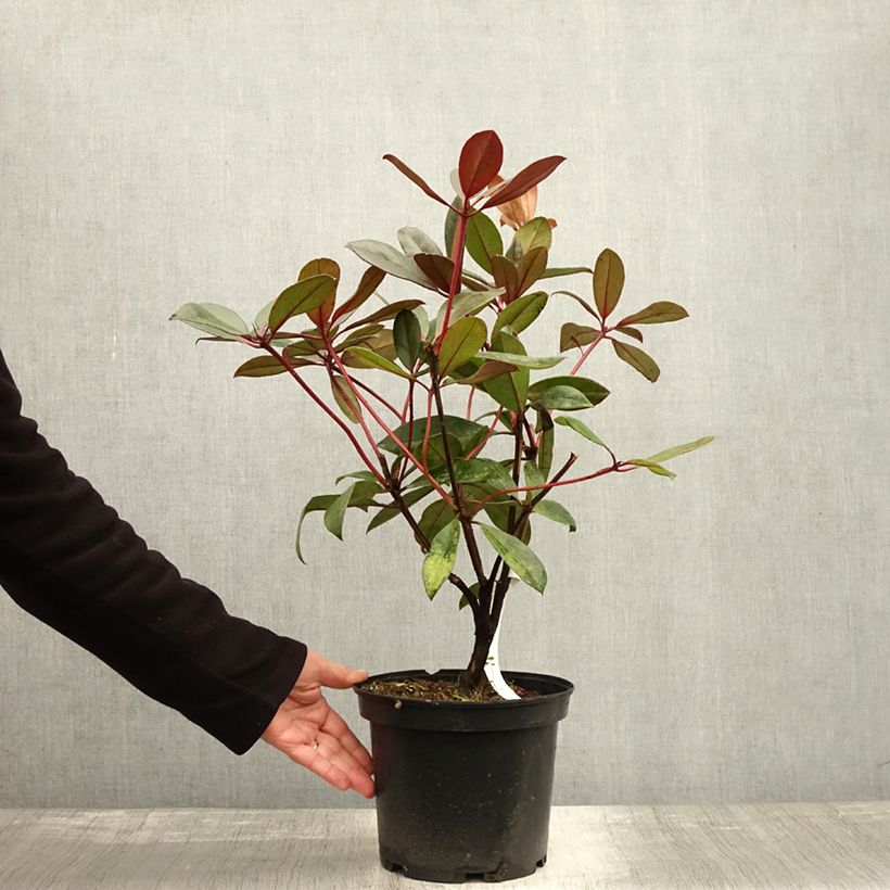 Example of Rhododendron vireya Aertrycke Pot van 3 l/4 l as you get in automne