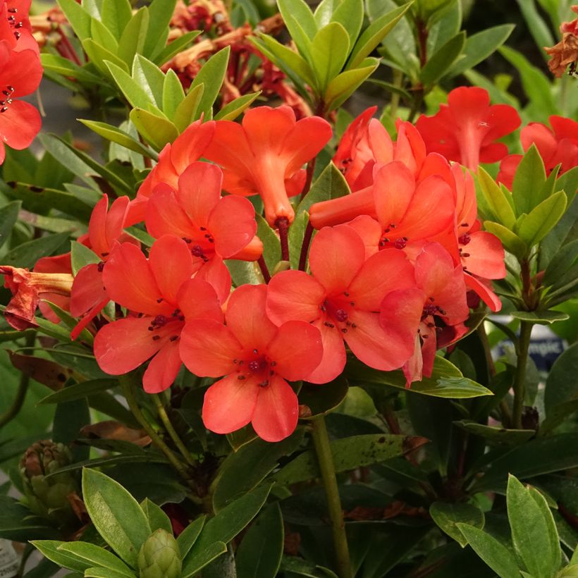 Rhododendron Hendrick's ker - Tropische rododendron (Bloei)