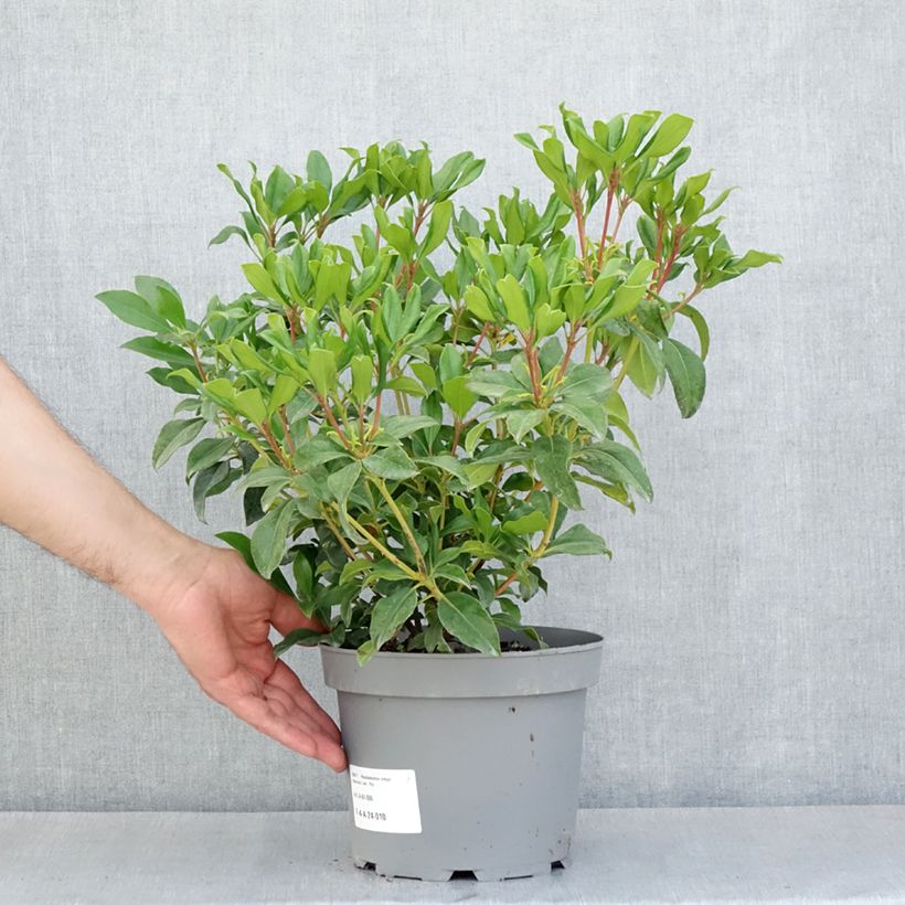 Exemplaar van Rhododendron Hendrick's ker - Tropische rododendron Pot van 3 l/4 l zoals geleverd in de lente