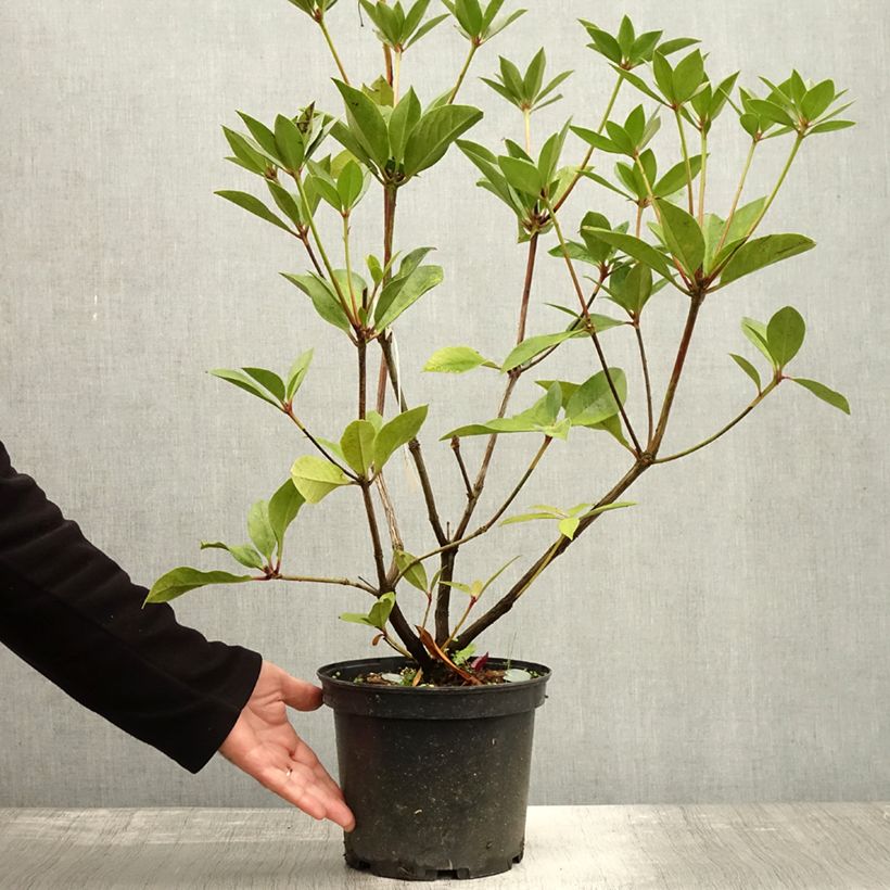 Exemplaar van Rhododendron Oogappel - Tropische rododendron Pot van 3 l/4 l zoals geleverd in de herfst