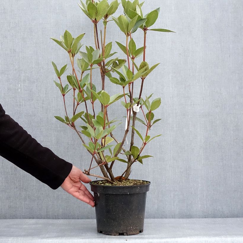 Example of Rhododendron vireya Oogappel Pot van 3 l/4 l as you get in hiver